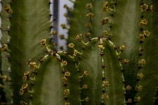 Cactus In Bloom