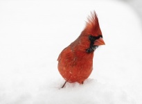 Cardinal In The Snow