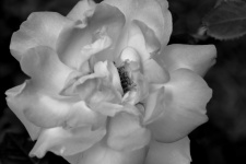 Close-up Image Pink Rose