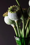 Close View Of Green Poppy Seed Pods