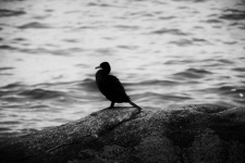 Cormorant In Profile