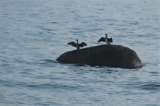Pair Of Cormorants