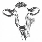 Cow Line Art Illustration