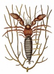 Crab Vintage Art Illustration