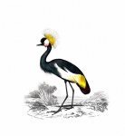 Crane Bird Vintage Art