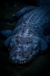 Crocodile At Night