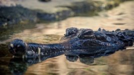 Crocodile In Water