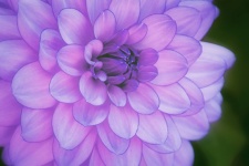 Dahlia Flower Blossom Violet