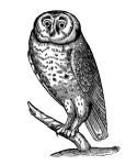 Drawing Of An Owl