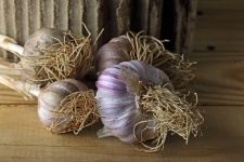 Dried Purple Tinted Garlic Bulbs