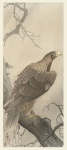 Eagle Japanese Vintage Art