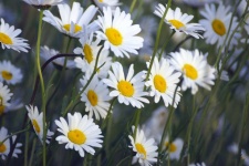 Real Chamomile Herb Flowers