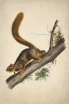 Squirrel Chipmunk Animal