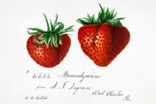Strawberries Vintage Art Old
