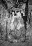 Meerkat Animal Photography
