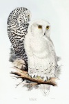 Owl Bird Vintage Illustration
