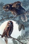 Owls Birds Trees Moon