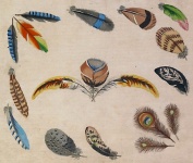 Feathers Plumage Art Illustration
