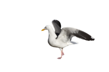 Flapping Wings Seagull Png