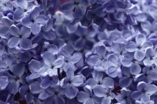 Lilac Blossom Flower Violet