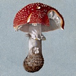 Fly Agaric Mushroom Champion Art