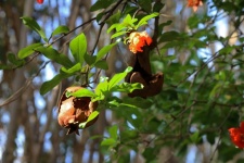 Flower And Old Fruit On Pomegranate