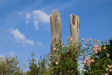 Forked Dead Tree Stump With Rose