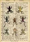 Frogs Dictionary Page