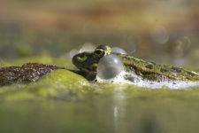 Frog In The Pond Macro