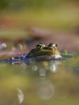 Pond Frog Pelophyla Macro