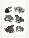 Frogs Toads Vintage Art