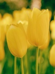 Yellow Tulips Flowers Blossoms