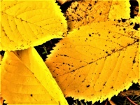 Gold Leaves