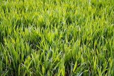 Grass Lawn Meadow Green