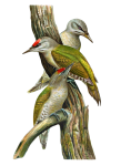 Grey Headed Woodpeckers