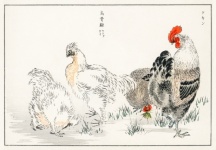 Rooster Chickens Art Illustration