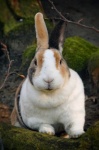 Bunny Rabbit Cute Photography