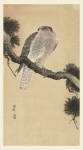 Hawk Japanese Vintage Art
