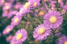 Autumn Asters Flowering Flower Aster