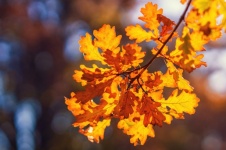 Fall Foliage Oak Leaves