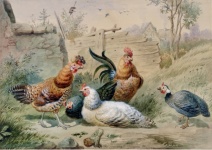 Chickens Rooster Vintage Art