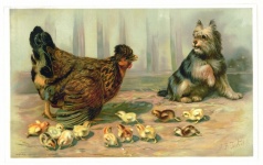 Chicken Chick Dog Illustration