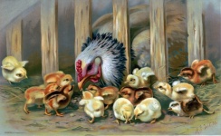 Chicken Chick Vintage Art