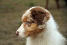 Dog Australian Shepherd Puppy