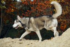 Dog Siberian Husky Grey