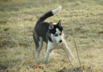 Dog Siberian Husky Is Playing