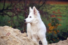 Dog White German Shepherd Puppy