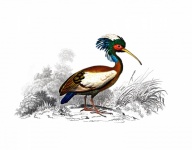 Ibis Bird Vintage Art