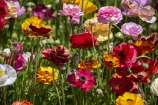 Color Ranunculus Flowers
