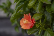 Hibiscus Flower Photograph